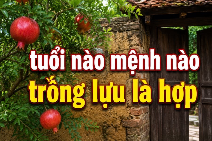 Nhiều gia đình trồng lựu trước cửa với mong muốn đón cát khí, giữ vững tài vận và mang đến sự ấm no cho các thành viên.