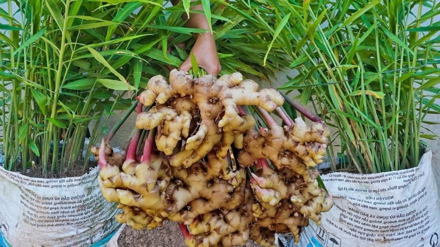 Bạn có thể tự trồng gừng tại nhà với những nguyên liệu và dụng cụ đơn giản, cách chăm sóc cũng không hề phức tạp.