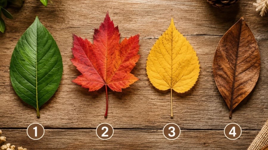 Bạn chọn chiếc lá nào?