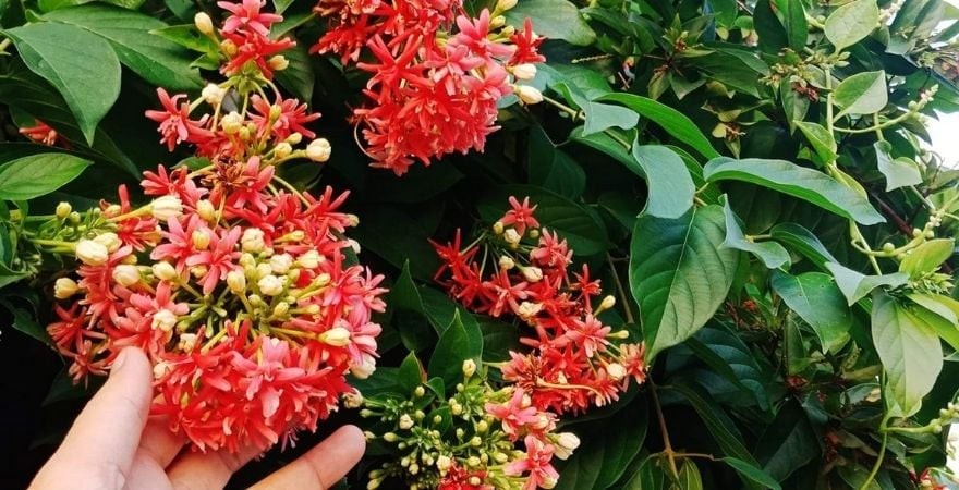 Trước hết, xét về mặt hình thức, Sử Quân Tử là loại cây có hoa rất bắt mắt, khi nở rộ có màu đỏ, mùi thơm dịu như kẹo.