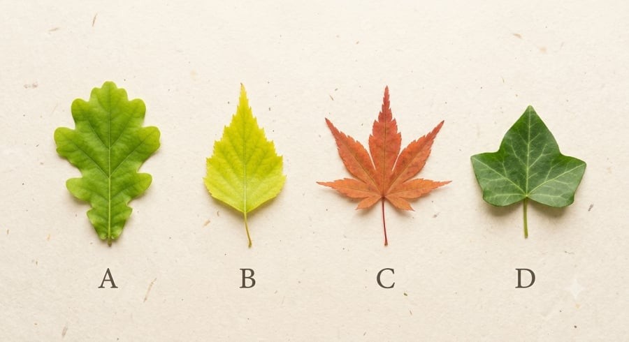 Bạn bị thu hút bởi chiếc lá nào đầu tiên? Lựa chọn của bạn sẽ hé lộ những điều thú vị về vận may trong tháng 8.