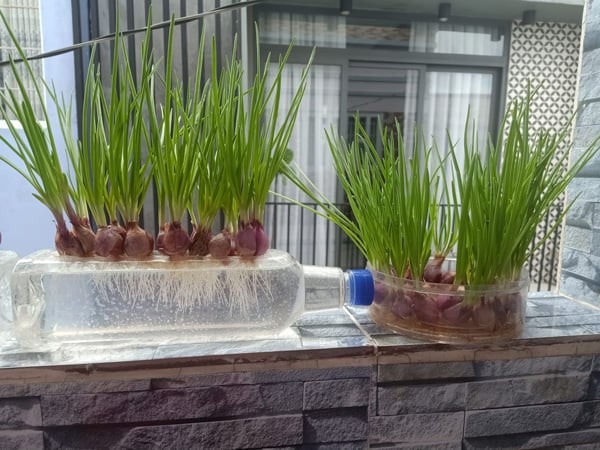 Cách trồng hành lá thủy sinh rất dễ, bạn chỉ cần chuẩn bị những nguyên liệu rất đơn giản và dễ tìm trong nhà bếp