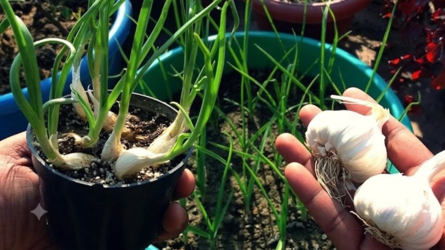 Tỏi là loại cây ưa nắng. Vì vậy nhất định phải để cây ở nơi có thể đón nguồn ánh sáng tốt như ban công, sân thượng. 