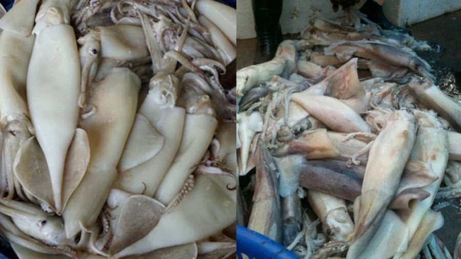 Khi thấy mực có dấu hiệu căng phồng bất thường hoặc thân mực trắng phau, tốt nhất không nên mua.