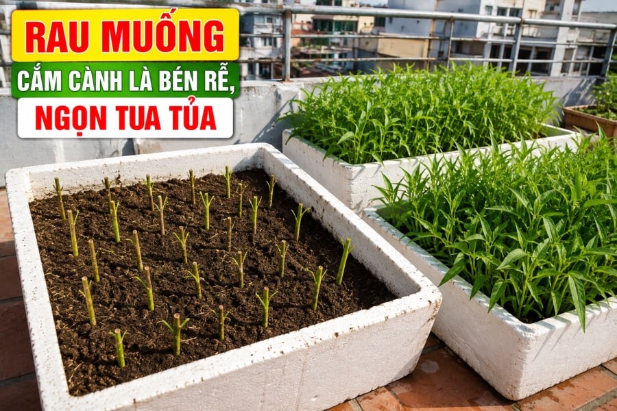 Một mẹo được nhiều người làm vườn áp dụng là sau khi cắt cành, không nên cắm ngay xuống đất.
