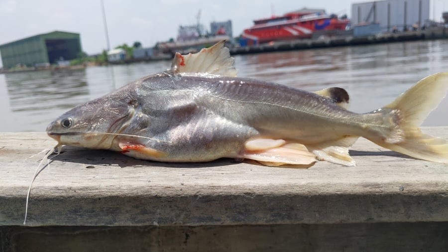 Chính vì tính mùa vụ này mà nhiều người tranh thủ mua cá ngay khi vào mùa để thưởng thức hoặc cấp đông bảo quản.