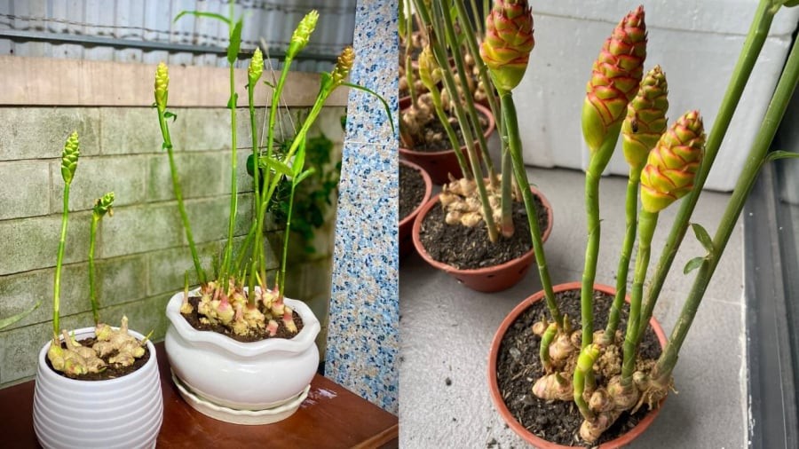 Cây gừng ra hoa được coi là điềm lành.