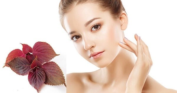 Một trong những cách đơn giản nhất để tận dụng giá trị dinh dưỡng của lá tía tô là sử dụng như một loại rau gia vị trong thực đơn hằng ngày.

