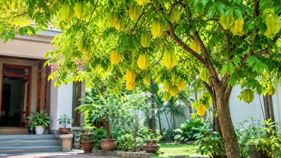 Người tuổi này mệnh này rất hợp để trồng cây khế