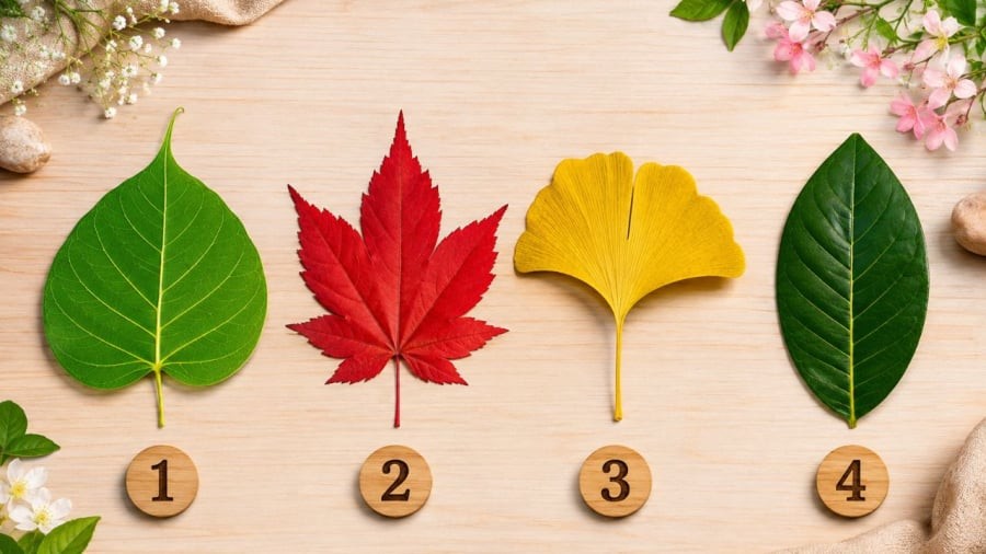 Bạn chọn chiếc lá nào?