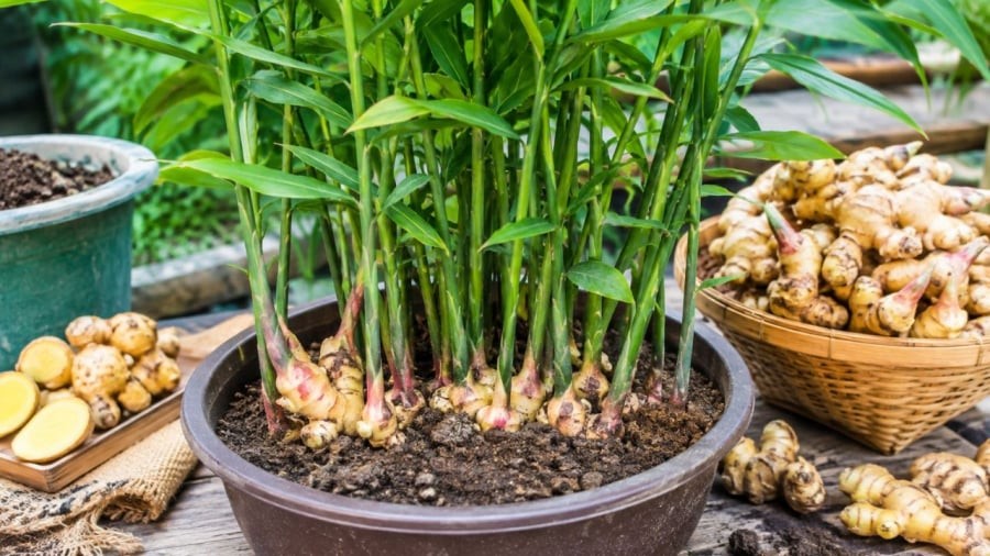 Muốn trồng gừng trong chậu tại nhà hãy nhớ mẹo này