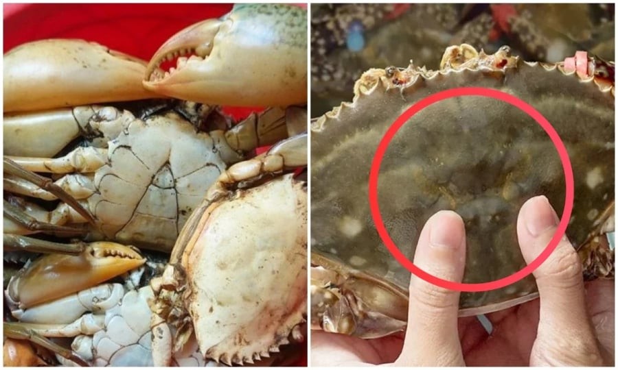 Vì vậy, to chưa chắc đã ngon, nhỏ chưa chắc đã dở. Điều đáng quan tâm hơn là tình trạng thực tế của con cua.