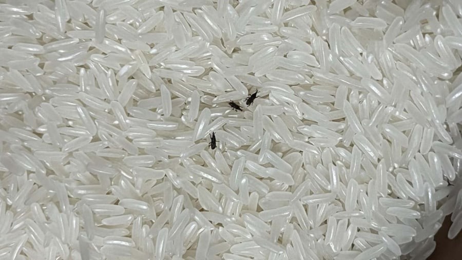 Nhiệt độ thấp có thể tiêu diệt mọt gạo và cả trứng mọt.