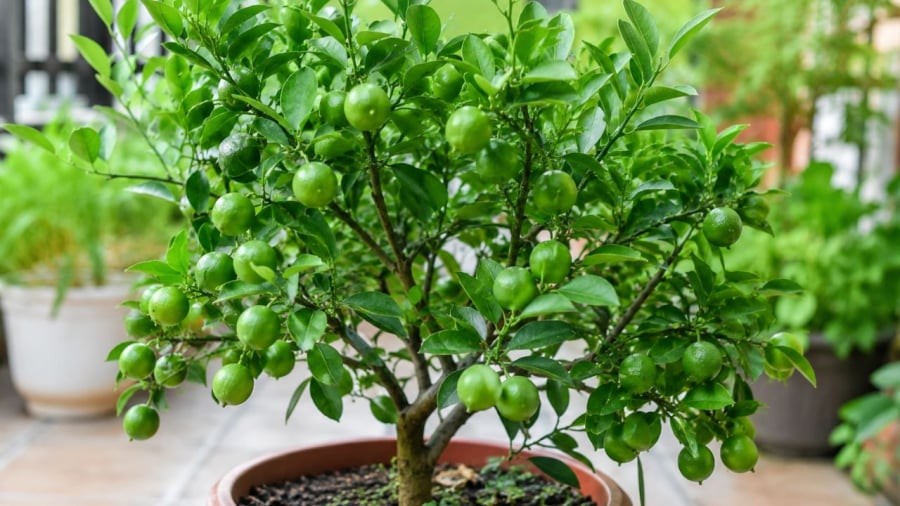 Trồng cây chanh mang nhiều lợi ích