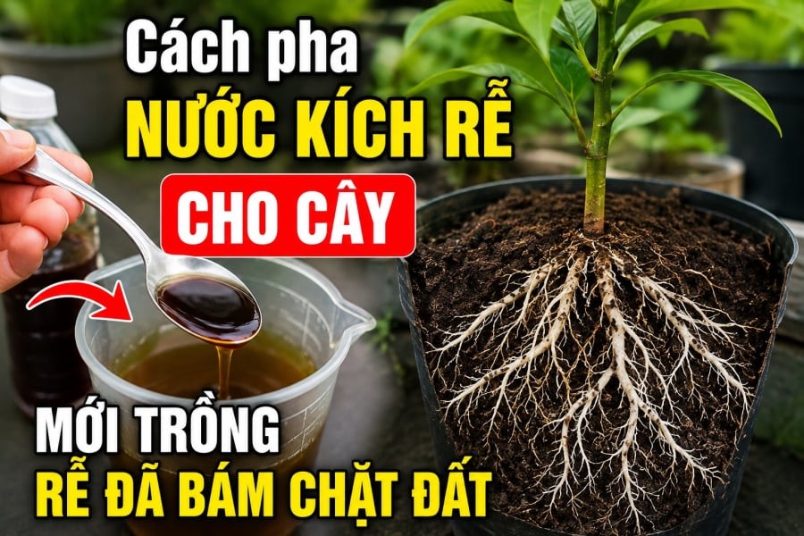 Phần dung dịch thu được không nên sử dụng trực tiếp với nồng độ đặc. Hãy pha loãng với nước sạch trước khi tưới cây.