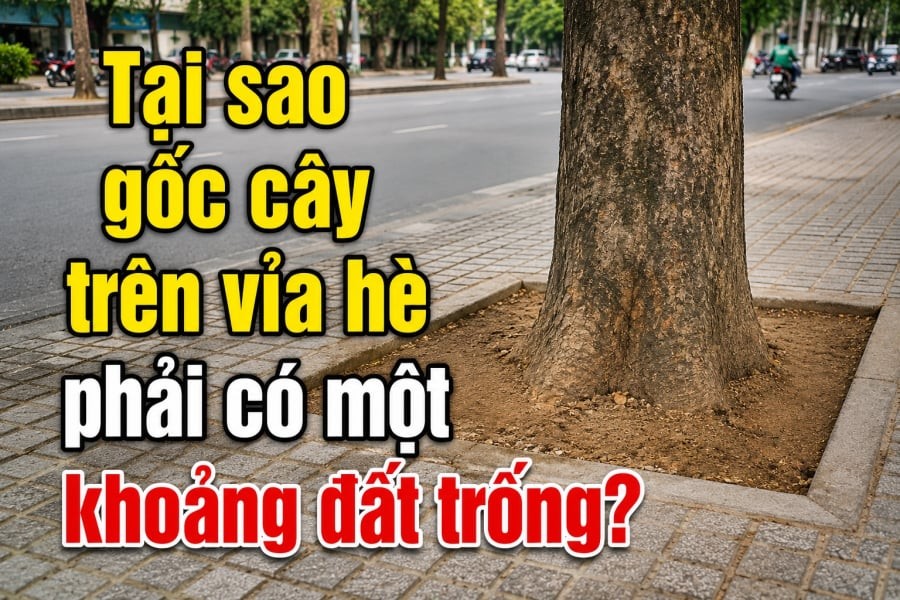 Khoảng đất trống giúp nước và không khí có thể đi xuống lớp đất bên dưới, tạo môi trường thuận lợi hơn cho hệ rễ.