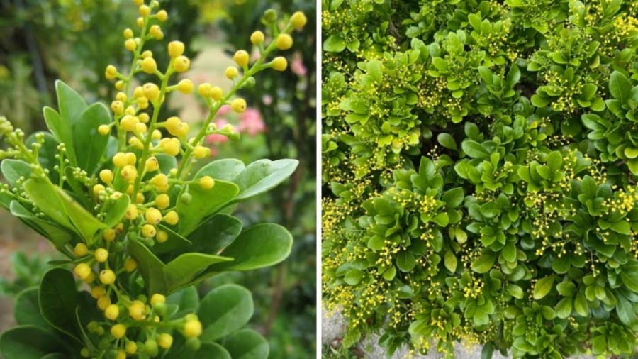 Có nên trồng cây ngâu trước nhà?