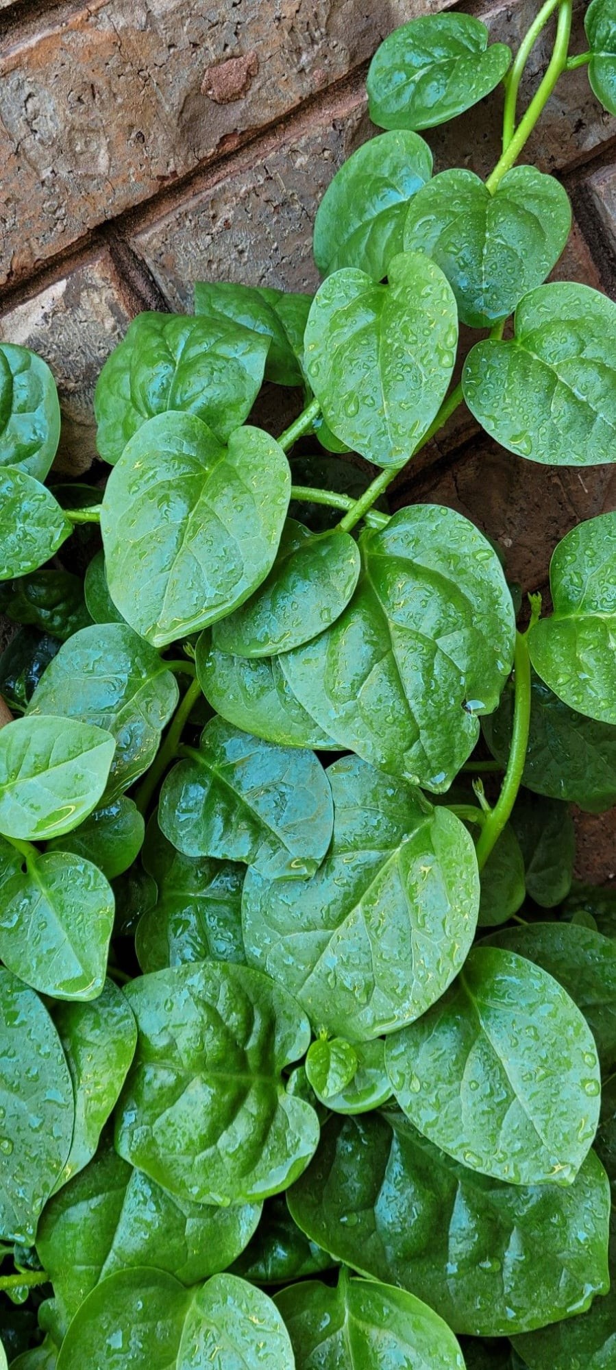 Mồng tơi không cần nhiều đất