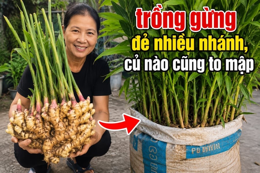Thực tế, gừng không phải cây chịu khô hoàn toàn. Nếu làm đúng, sau một thời gian, từ một củ gừng già có thể mọc lên nhiều mầm xanh khỏe.

