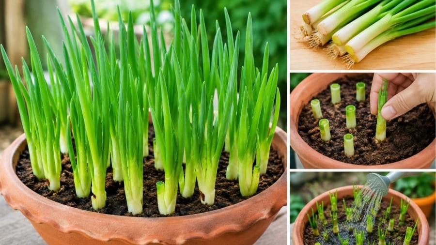 Hành hoa có thể trồng từ gốc