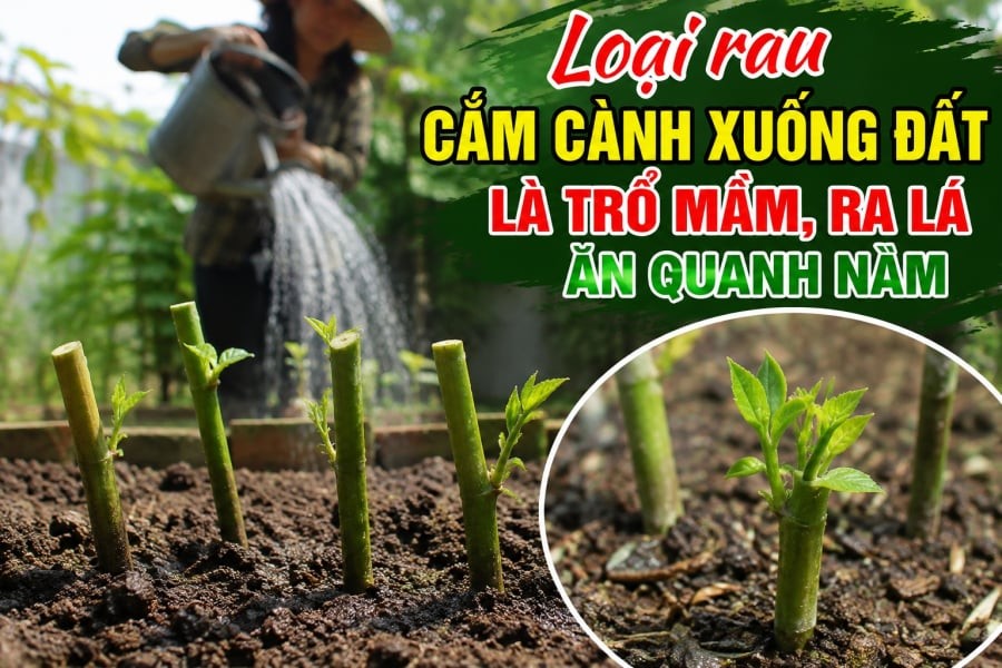 Loại rau cắm cành xuống đất là trổ mầm, ra lá ăn quanh năm đó chính là rau ngót.


