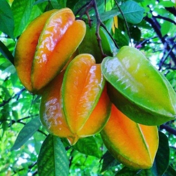 Trồng khế ở đâu để vừa đẹp vừa hợp lý?


