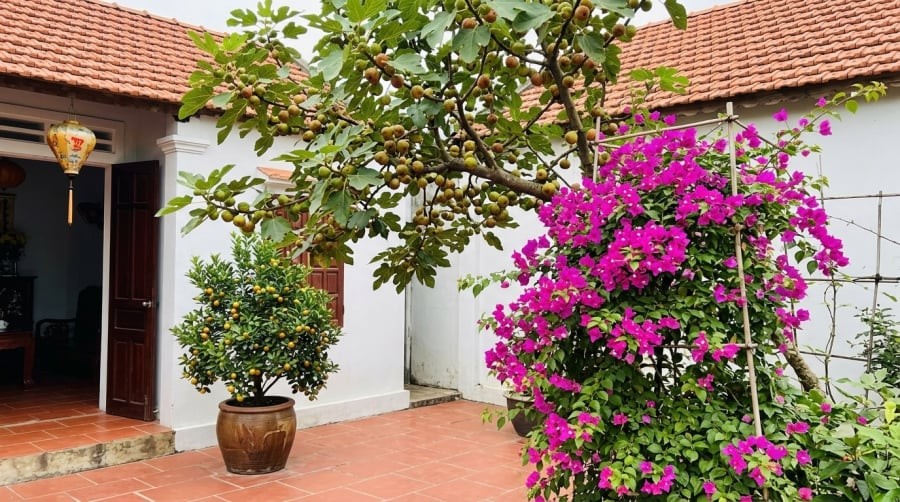 Sung, quất, hoa giấy… là những loại cây quen thuộc, thường được lựa chọn để tô điểm không gian sống và gửi gắm mong ước về sự đủ đầy, may mắn.