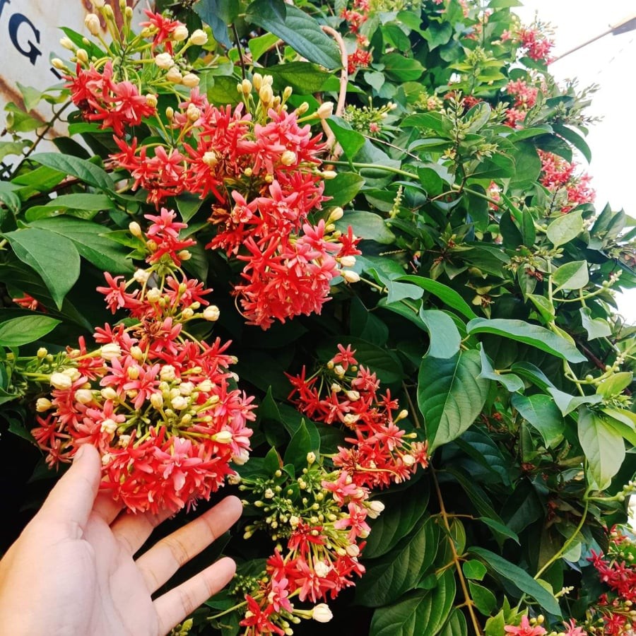 Sử quân tử là loại cây cảnh dây leo có hoa rất đẹp
