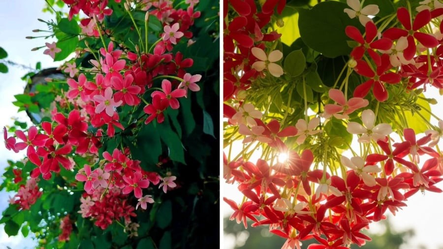 Vị trí phù hợp nhất để trồng cây là trồng lệch sang một bên sân nhà,