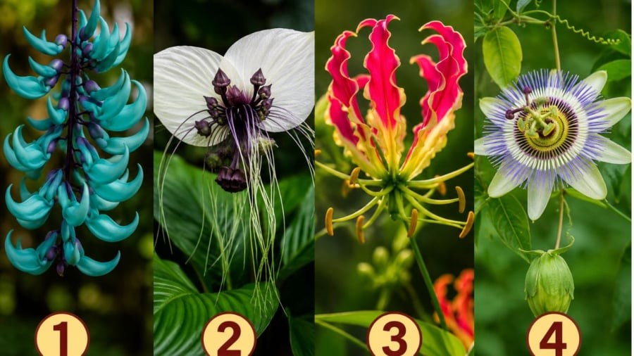 Bạn chọn bông hoa nào?