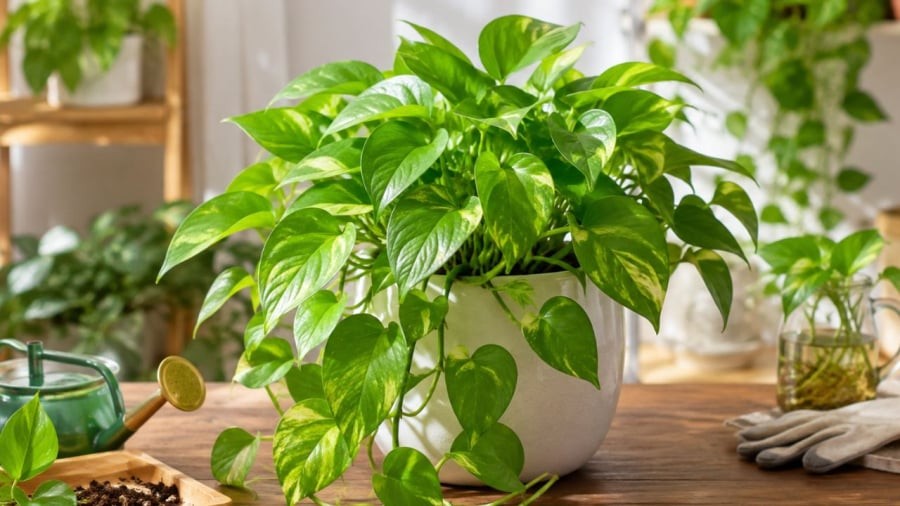 Nhiều người thích trồng cây trầu bà