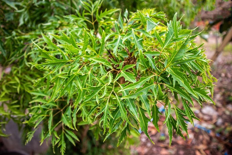 Trồng ở góc sân hoặc khu vườn có nắng nhẹ

