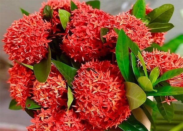 Mẫu Đơn nổi bật với những bông hoa lớn, màu sắc rực rỡ, thường được xem là biểu tượng của vẻ đẹp, sự giàu sang và thịnh vượng