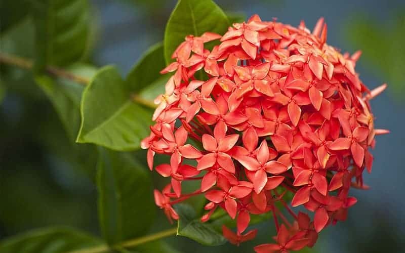 Trồng Mẫu Đơn trước nhà, nên thường xuyên cắt tỉa