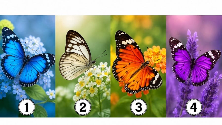 Bạn chọn cánh bướm nào?