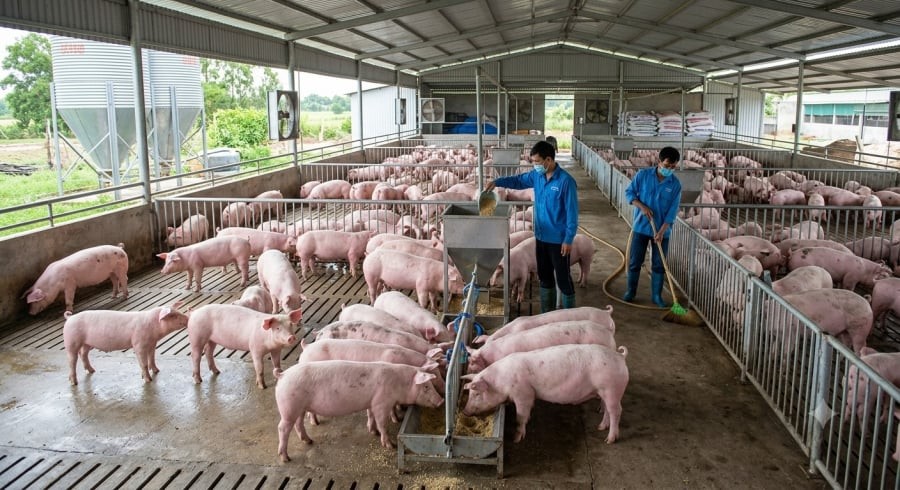 Đàn heo tại các trang trại được chăm sóc, kiểm soát dịch bệnh nhằm bảo đảm nguồn cung cho thị trường.