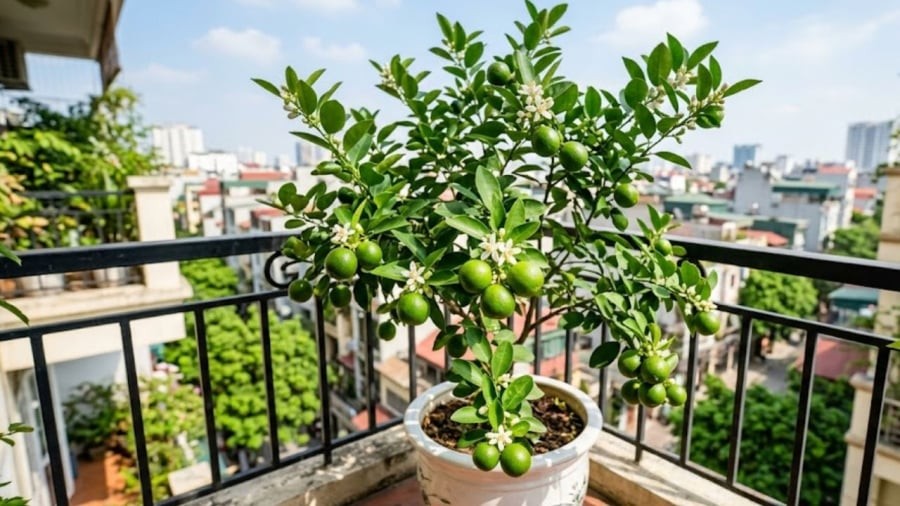 Cây chanh không chỉ trồng làm cảnh, lấy quả mà phần lá cũng có nhiều công dụng.