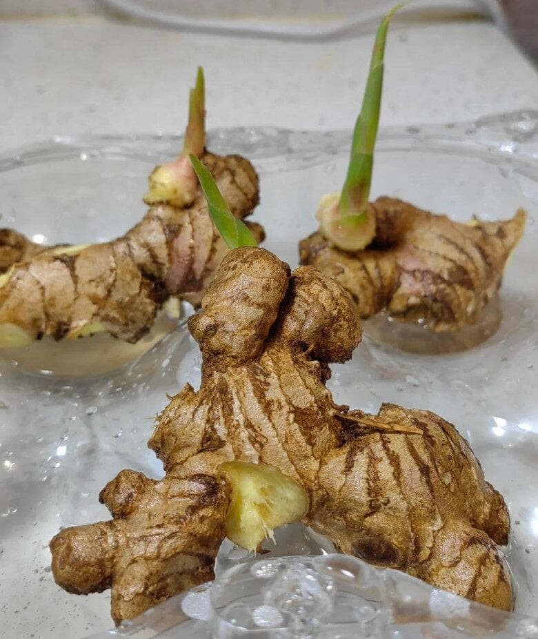 Đặt mắt mầm hướng lên khi trồng

