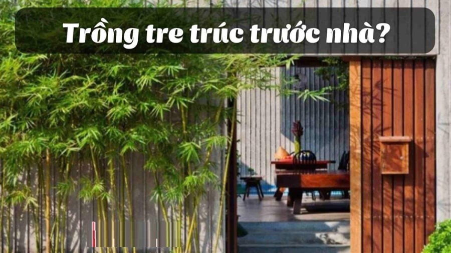 Bạn hoàn toàn có thể trồng tre hoặc trúc trước cổng nhà, nhưng cần bố trí đúng cách để vừa giữ được thẩm mỹ, ý nghĩa phong thủy tốt vừa tránh các bất tiện trong sinh hoạt