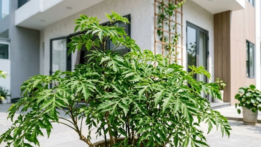 Gia chủ có thể trồng cây đinh lăng trước nhà, vừa có tác dụng trang trí, vừa mang ý nghĩa tốt trong phong thủy.