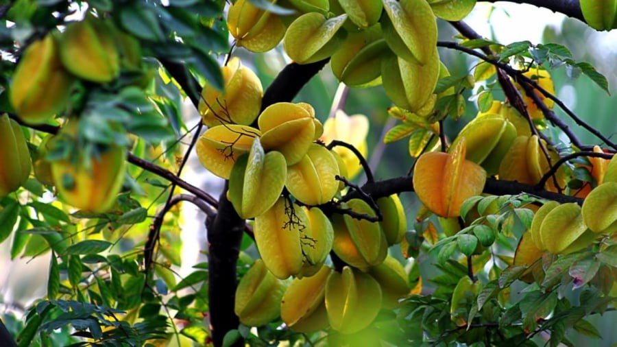 Trồng khế ở bên hông nhà

