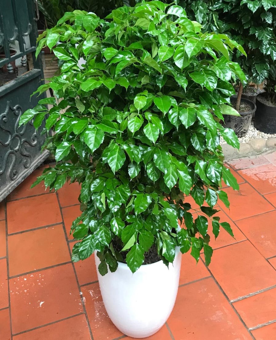 Trước hiên nhà – Tạo điểm nhấn xanh cho không gian sống

