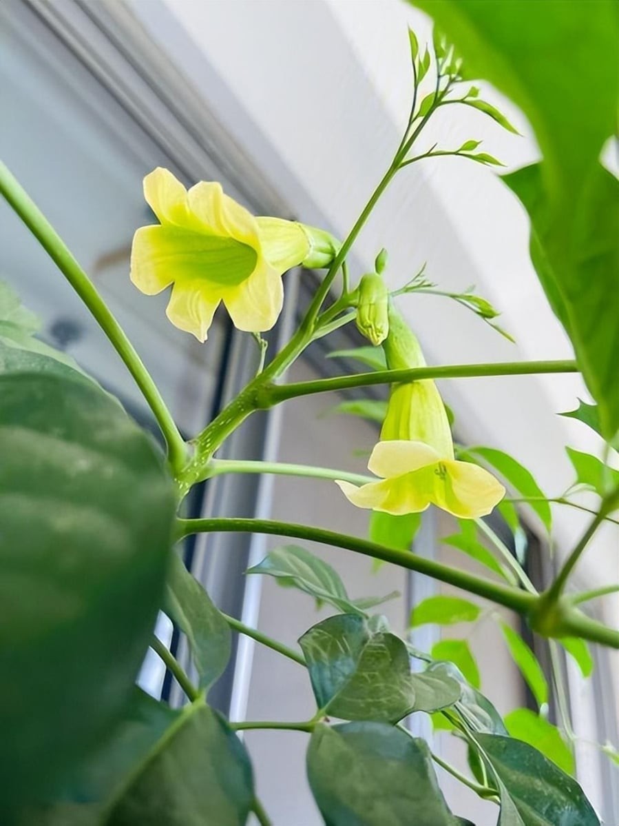 Ban công hoặc khu vực gần cửa sổ – Đón ánh sáng tự nhiên

