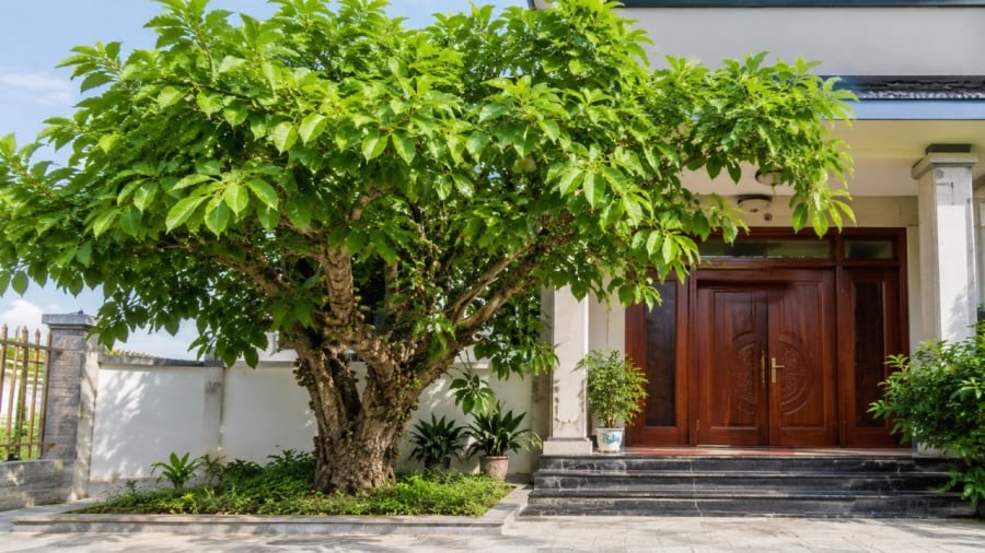 3 vị trí tốt nhất trồng cây Sung thu hút tài lộc