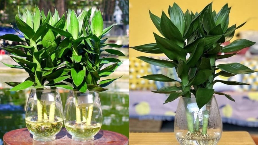 3 vị trí tốt nhất trồng cây phát tài phát lộc