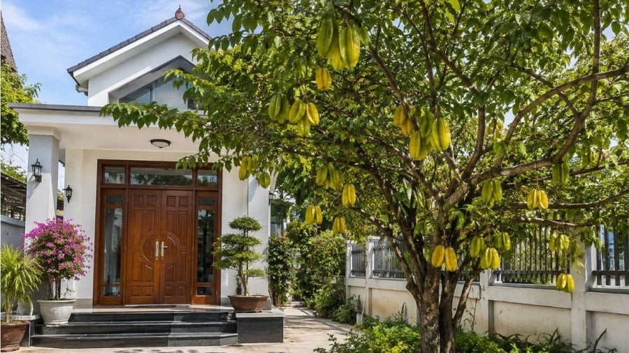 Có nên trồng cây khế trước nhà không?