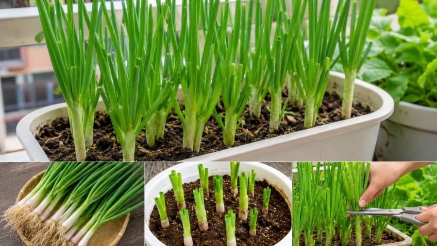 Trồng hành lá từ phần gốc hành là cách làm đơn giản nhất