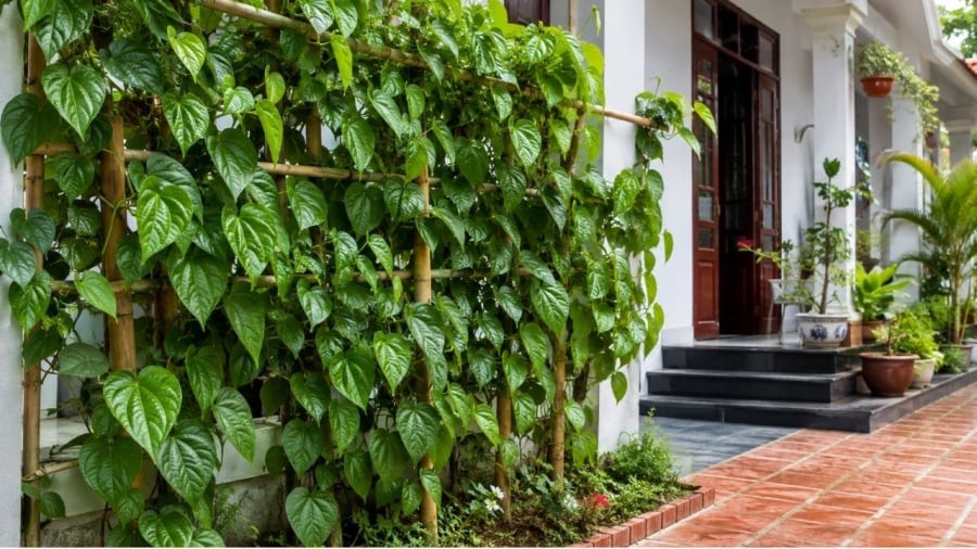 Có nên trồng trầu không trước nhà không?