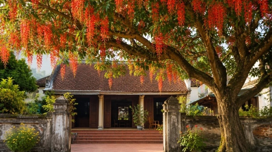 Trồng cây lộc vừng trước nhà vừa làm cảnh đẹp vừa giúp mang lại ý nghĩa phong thủy