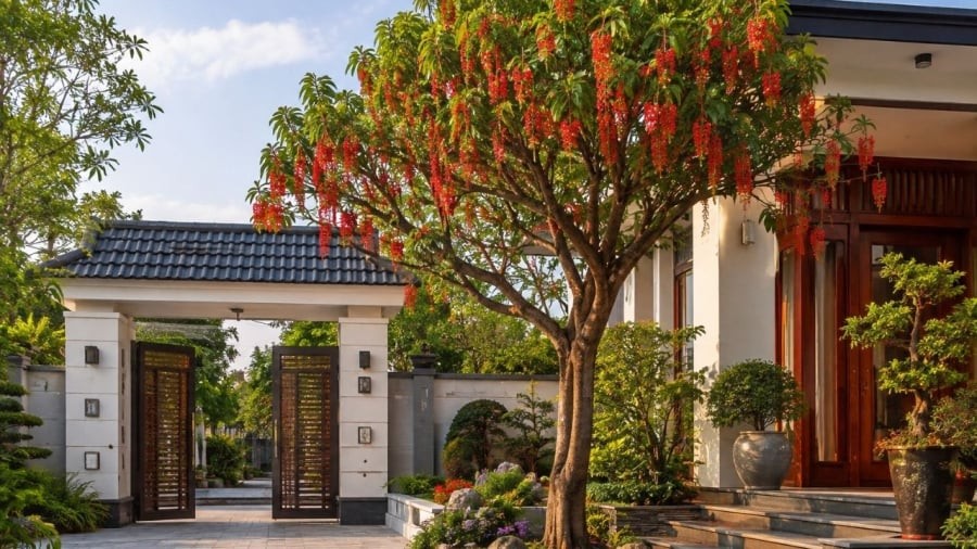Trồng lộc vừng đúng vị trí vừa làm cảnh vừa tốt phong thủy